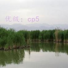 ЧӦ
