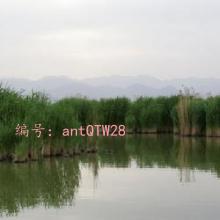 ʱ
