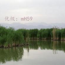 ЧӦ