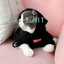 ˫